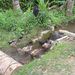 2005_indonesiatrip_311_2